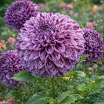 Dahlia 'Marble Ball' – dahlia tubers, main product photo (Harding & Bloom)