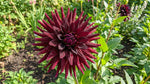 Dahlia 'Nuit d’Eté' – dahlia tubers, product photo 2 (Harding & Bloom)