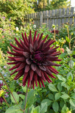 Dahlia 'Nuit d’Eté' – dahlia tubers, main product photo (Harding & Bloom)