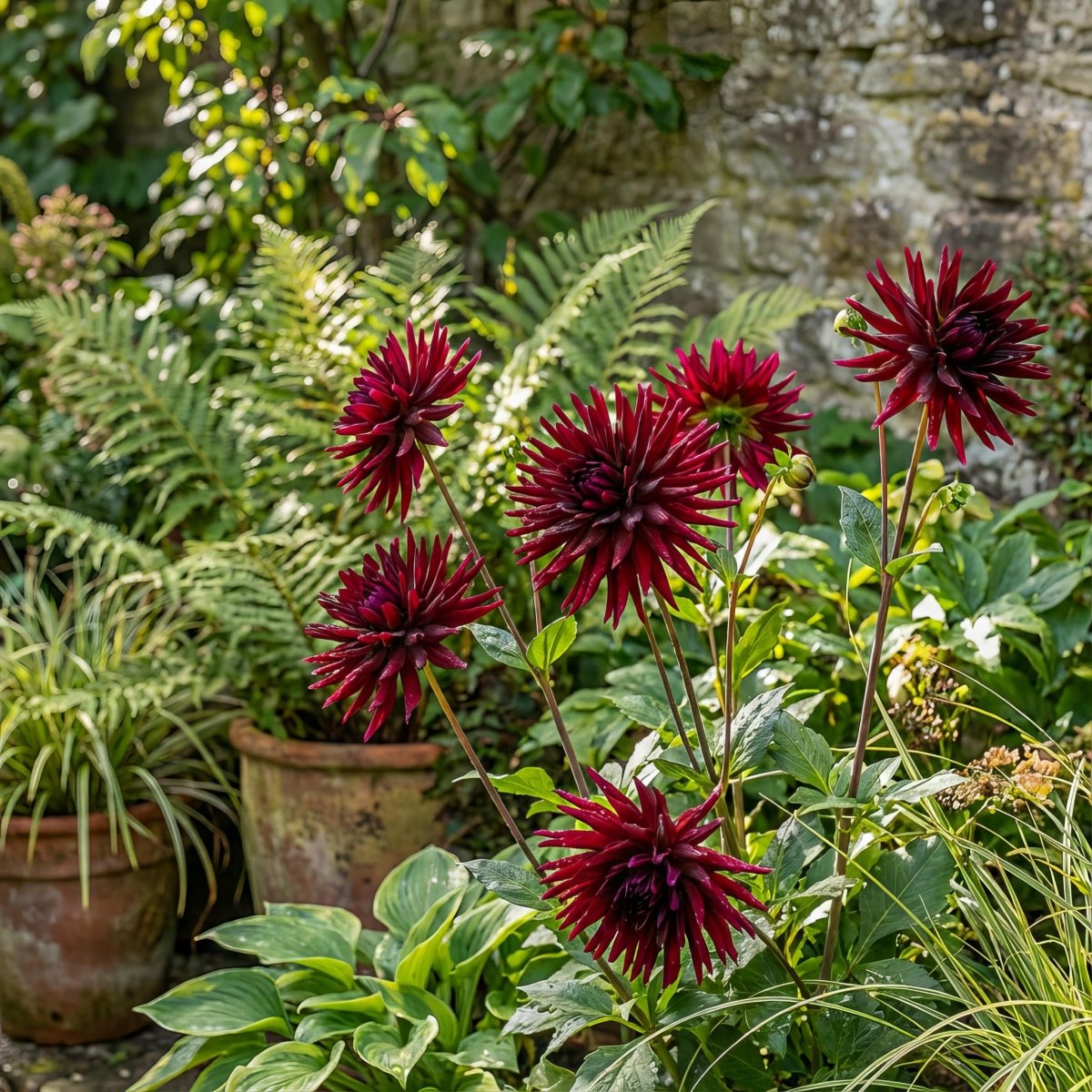 Dahlia 'Nuit d’Eté' – dahlia tubers, product photo 4 (Harding & Bloom)