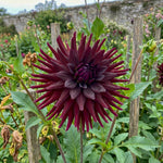 Dahlia 'Nuit d’Eté' – dahlia tubers, product photo 3 (Harding & Bloom)