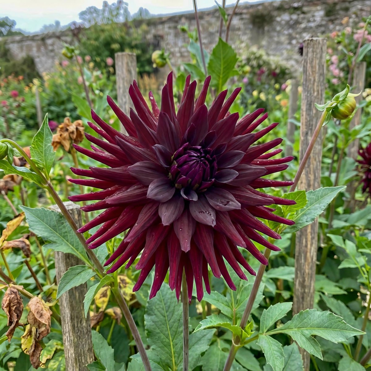 Dahlia 'Nuit d’Eté' – dahlia tubers, product photo 3 (Harding & Bloom)