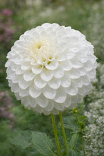Dahlia 'Petra’s Wedding' – dahlia tubers, product photo 2 (Harding & Bloom)