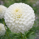 Dahlia 'Petra’s Wedding' – dahlia tubers, main product photo (Harding & Bloom)