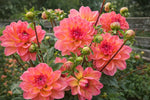 Dahlia 'Phyllis Farmer' – dahlia tubers, product photo 4 (Harding & Bloom)