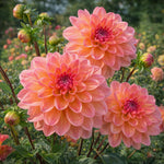 Dahlia 'Phyllis Farmer' – dahlia tubers, product photo 2 (Harding & Bloom)