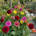 Dahlia 'Pompon Mixed' – dahlia tubers, product photo 3 (Harding & Bloom)