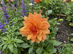 Dahlia 'Rancho' – dahlia tubers, product photo 5 (Harding & Bloom)