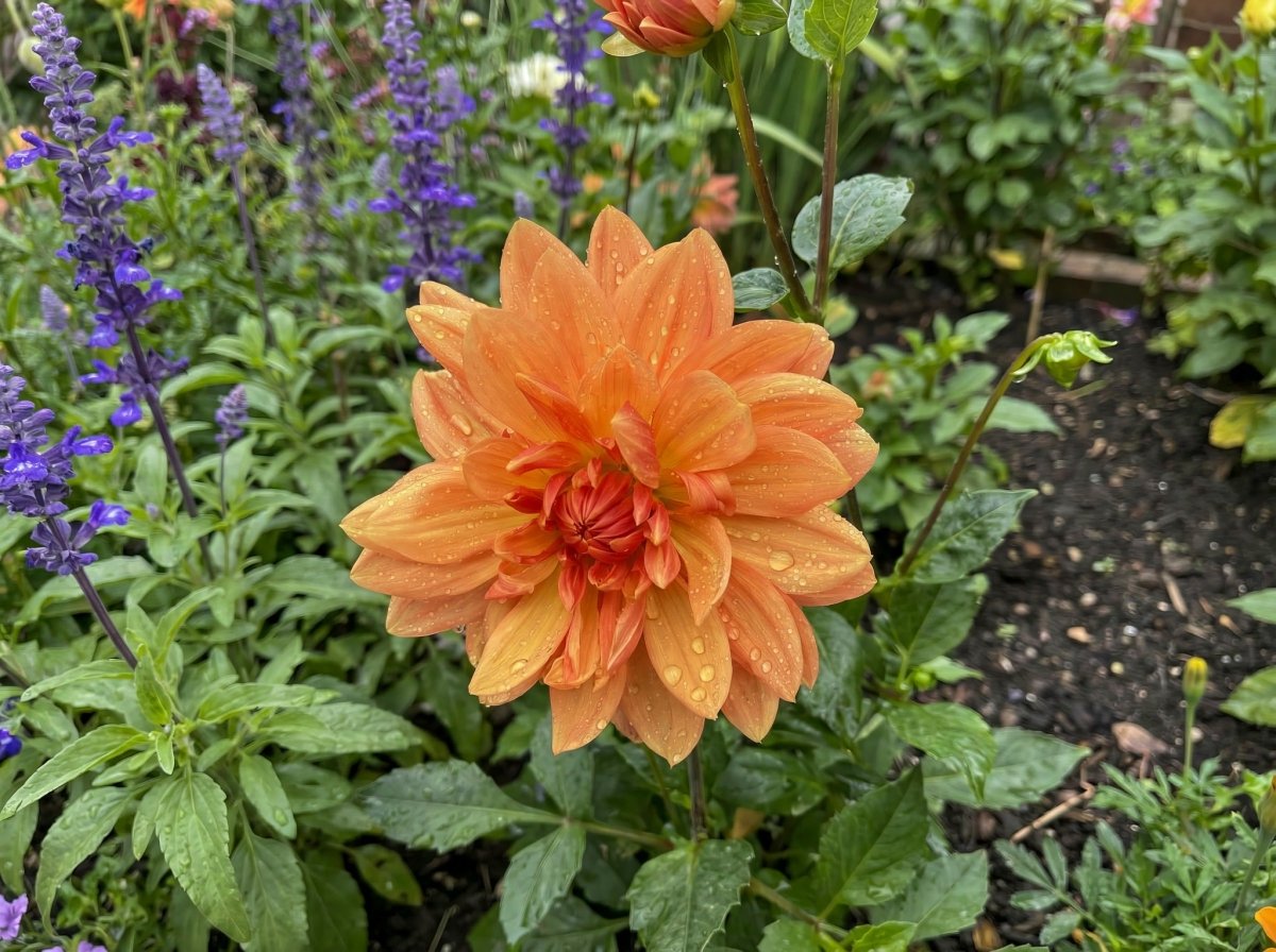 Dahlia 'Rancho' – dahlia tubers, product photo 5 (Harding & Bloom)