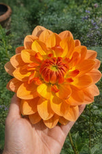 Dahlia 'Rancho' – dahlia tubers, main product photo (Harding & Bloom)
