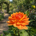 Dahlia 'Rancho' – dahlia tubers, product photo 4 (Harding & Bloom)