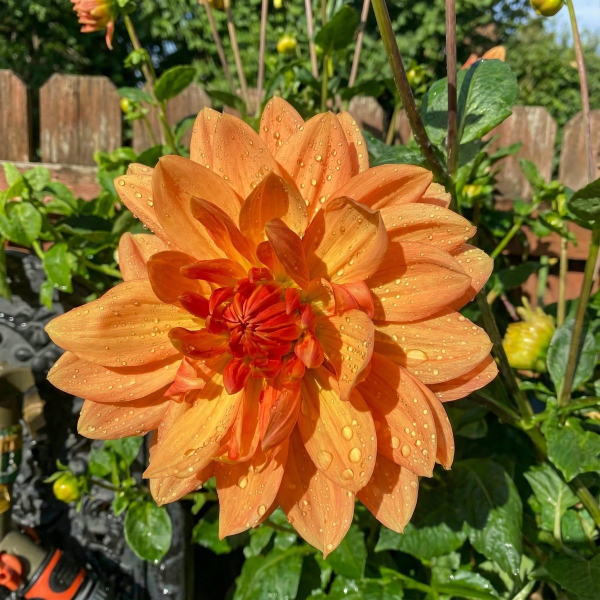 Dahlia 'Rancho' – dahlia tubers, product photo 3 (Harding & Bloom)