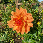 Dahlia 'Rancho' – dahlia tubers, product photo 2 (Harding & Bloom)