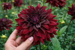Dahlia 'Rip City' – dahlia tubers, product photo 2 (Harding & Bloom)