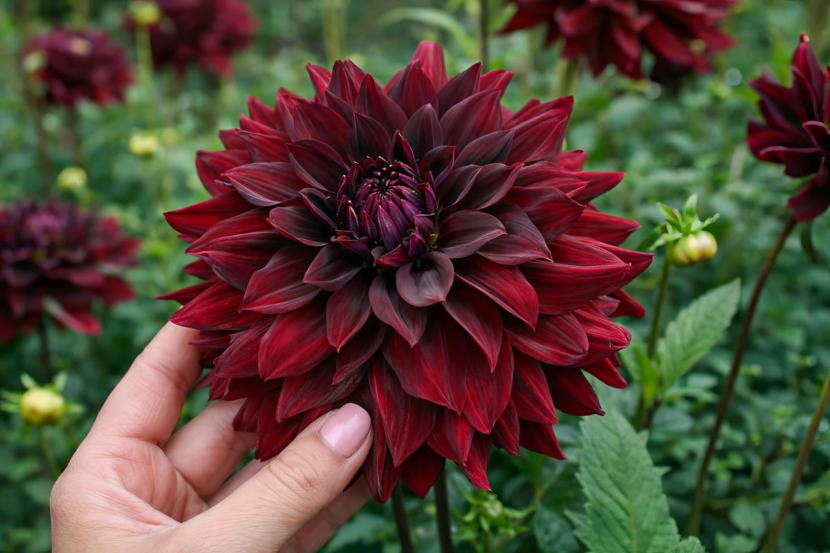 Dahlia 'Rip City' – dahlia tubers, product photo 2 (Harding & Bloom)