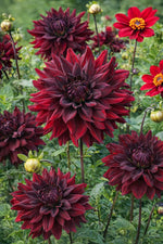 Dahlia 'Rip City' – dahlia tubers, product photo 4 (Harding & Bloom)