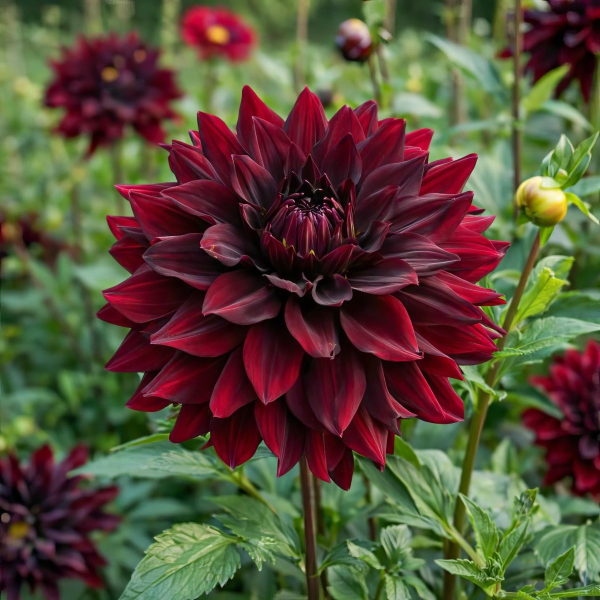 Dahlia 'Rip City' – dahlia tubers, product photo 5 (Harding & Bloom)