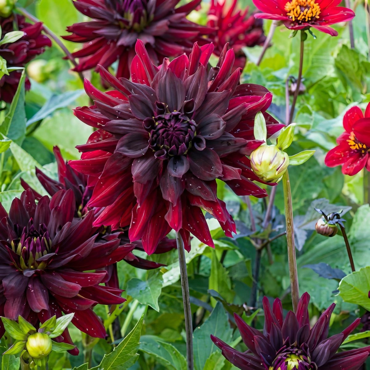 Dahlia 'Rip City' – dahlia tubers, product photo 7 (Harding & Bloom)