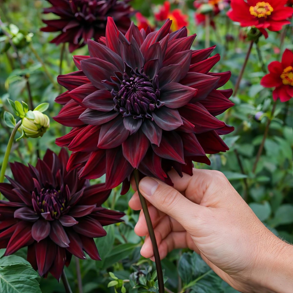 Dahlia 'Rip City' – dahlia tubers, product photo 6 (Harding & Bloom)