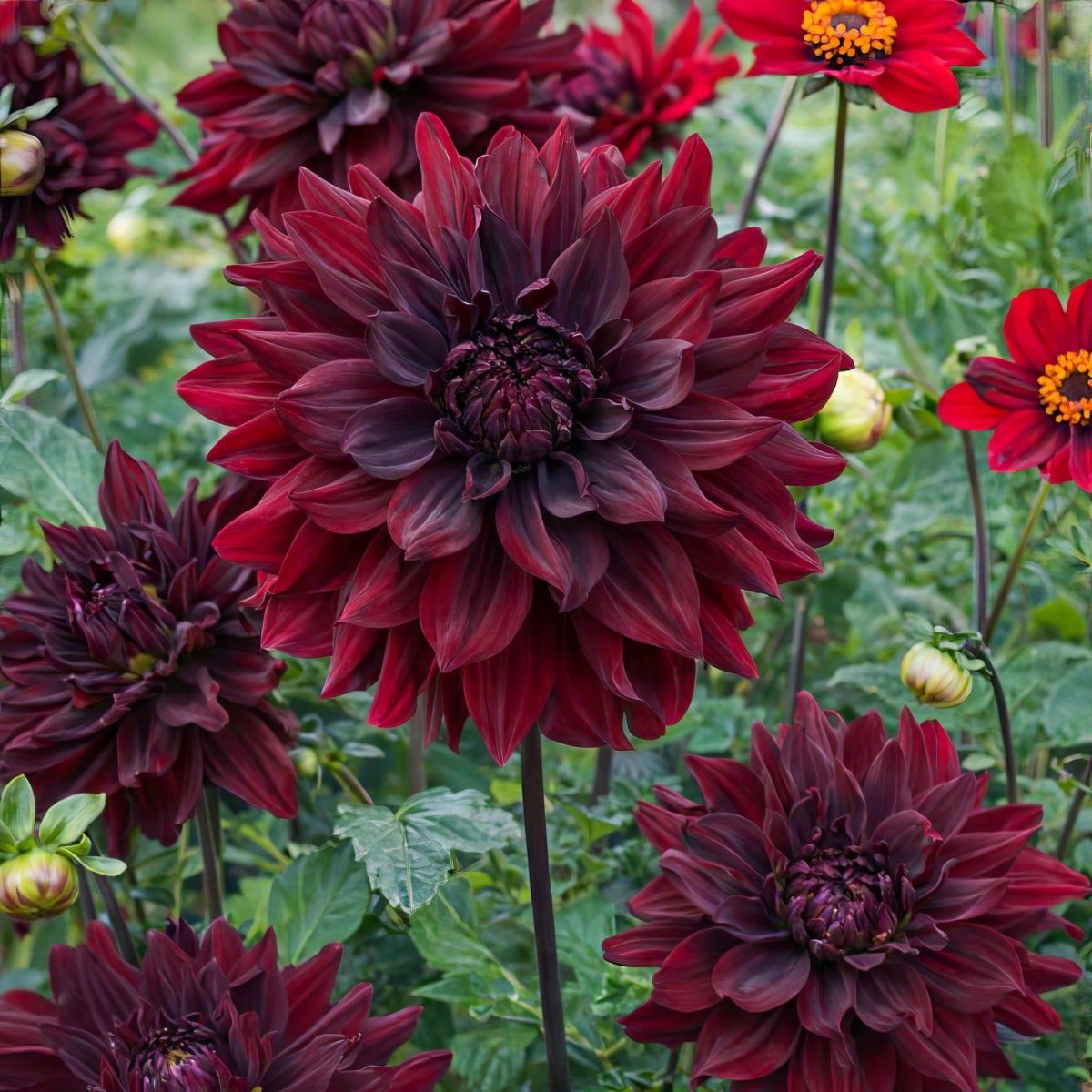 Dahlia 'Rip City' – dahlia tubers, product photo 3 (Harding & Bloom)