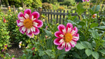 Dahlia 'Bumble Rumble' – dahlia tubers, product photo 3 (Harding & Bloom)