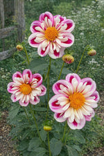 Dahlia 'Bumble Rumble' – dahlia tubers, product photo 4 (Harding & Bloom)