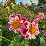 Dahlia 'Bumble Rumble' – dahlia tubers, product photo 2 (Harding & Bloom)