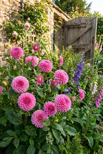 Dahlia 'Sandra' – dahlia tubers, product photo 3 (Harding & Bloom)