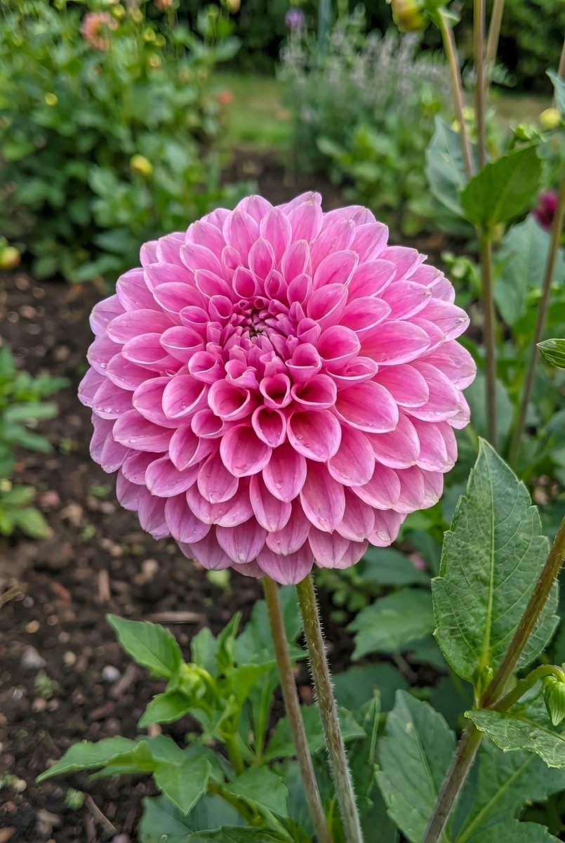Dahlia 'Sandra' – dahlia tubers, main product photo (Harding & Bloom)