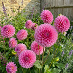 Dahlia 'Sandra' – dahlia tubers, product photo 2 (Harding & Bloom)