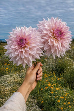 Dahlia 'Shiloh Noelle' – dahlia tubers, product photo 3 (Harding & Bloom)