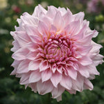 Dahlia 'Shiloh Noelle' – dahlia tubers, main product photo (Harding & Bloom)