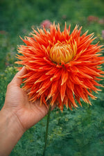 Dahlia 'Show 'n' Tell' – dahlia tubers, product photo 3 (Harding & Bloom)