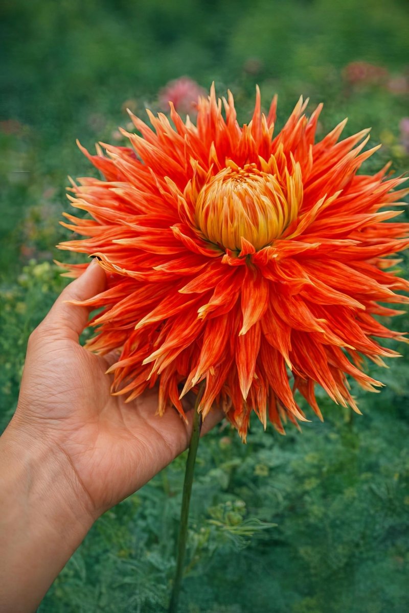 Dahlia 'Show 'n' Tell' – dahlia tubers, product photo 3 (Harding & Bloom)
