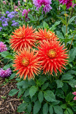 Dahlia 'Show 'n' Tell' – dahlia tubers, product photo 5 (Harding & Bloom)
