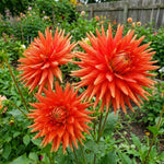 Dahlia 'Show 'n' Tell' – dahlia tubers, product photo 2 (Harding & Bloom)