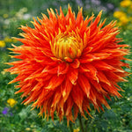 Dahlia 'Show 'n' Tell' – dahlia tubers, main product photo (Harding & Bloom)