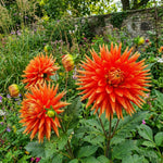 Dahlia 'Show 'n' Tell' – dahlia tubers, product photo 4 (Harding & Bloom)