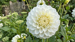 Dahlia 'Snowflake' – dahlia tubers, product photo 2 (Harding & Bloom)