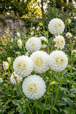 Dahlia 'Snowflake' – dahlia tubers, product photo 4 (Harding & Bloom)