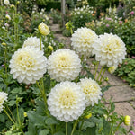 Dahlia 'Snowflake' – dahlia tubers, product photo 3 (Harding & Bloom)