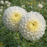 Dahlia 'Snowflake' – dahlia tubers, main product photo (Harding & Bloom)