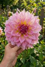 Dahlia 'Strawberry Ice' – dahlia tubers, product photo 2 (Harding & Bloom)