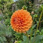 Dahlia 'Sylvia' – dahlia tubers, product photo 2 (Harding & Bloom)