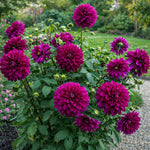 Dahlia 'Thomas A. Edison' – dahlia tubers, product photo 2 (Harding & Bloom)