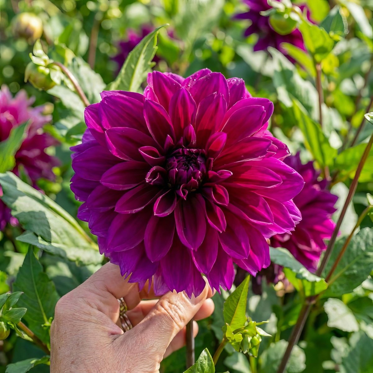 Dahlia 'Thomas A. Edison' – dahlia tubers, main product photo (Harding & Bloom)