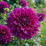 Dahlia 'Thomas A. Edison' – dahlia tubers, product photo 3 (Harding & Bloom)