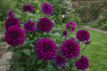Dahlia 'Thomas A. Edison' – dahlia tubers, product photo 4 (Harding & Bloom)