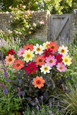 Dahlia 'Topmix Mixed' – dahlia tubers, product photo 4 (Harding & Bloom)