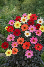 Dahlia 'Topmix Mixed' – dahlia tubers, product photo 2 (Harding & Bloom)